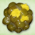 菜の花