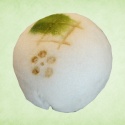 織部
